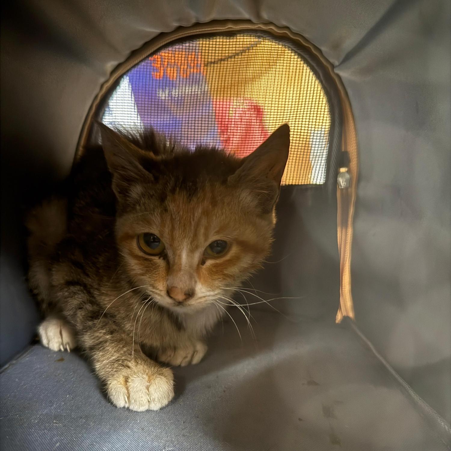 종료(자연사) 한국…